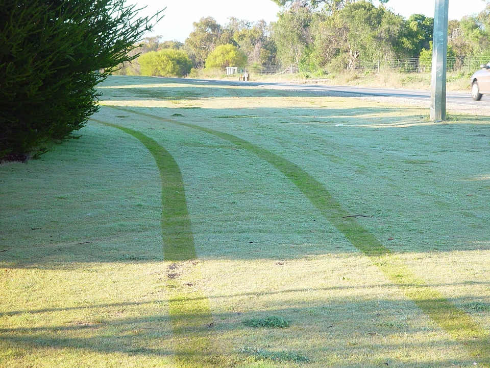Grass Plants  