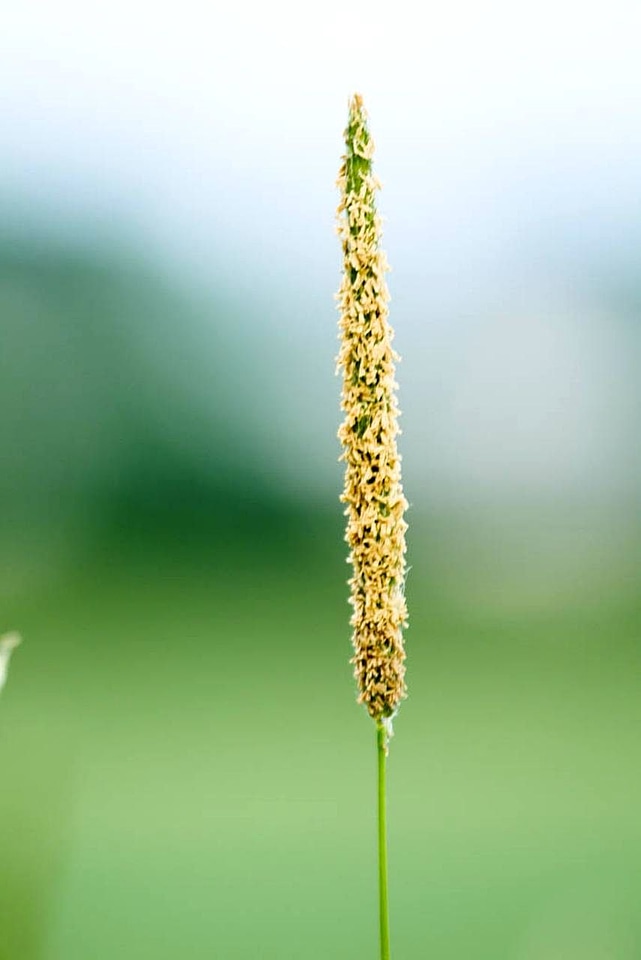 Grass Plants macro viola