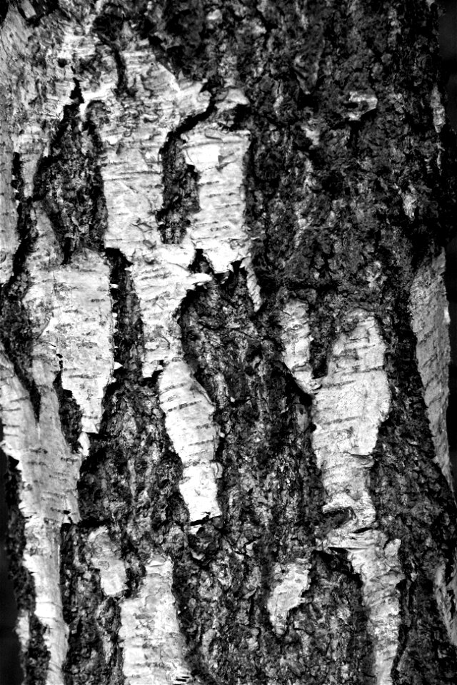 Project 366 #171: 190612 Silver Bark photo