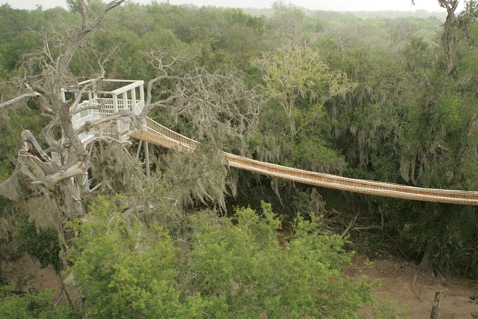 Going trees 