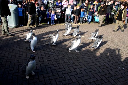 Project 365 #300: 271010 Penguins On Parade photo