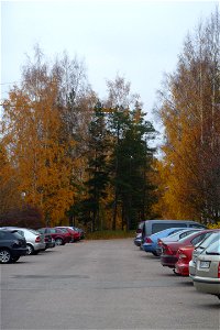 Helsinki 2011 Trip: Autumn Leaves photo