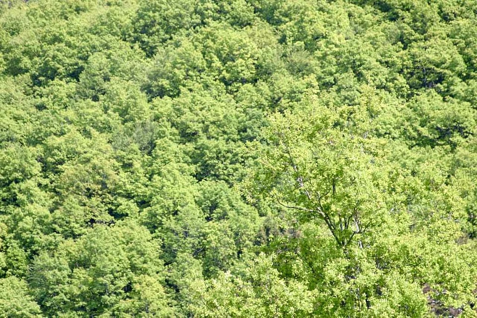 Amazon forest greenery