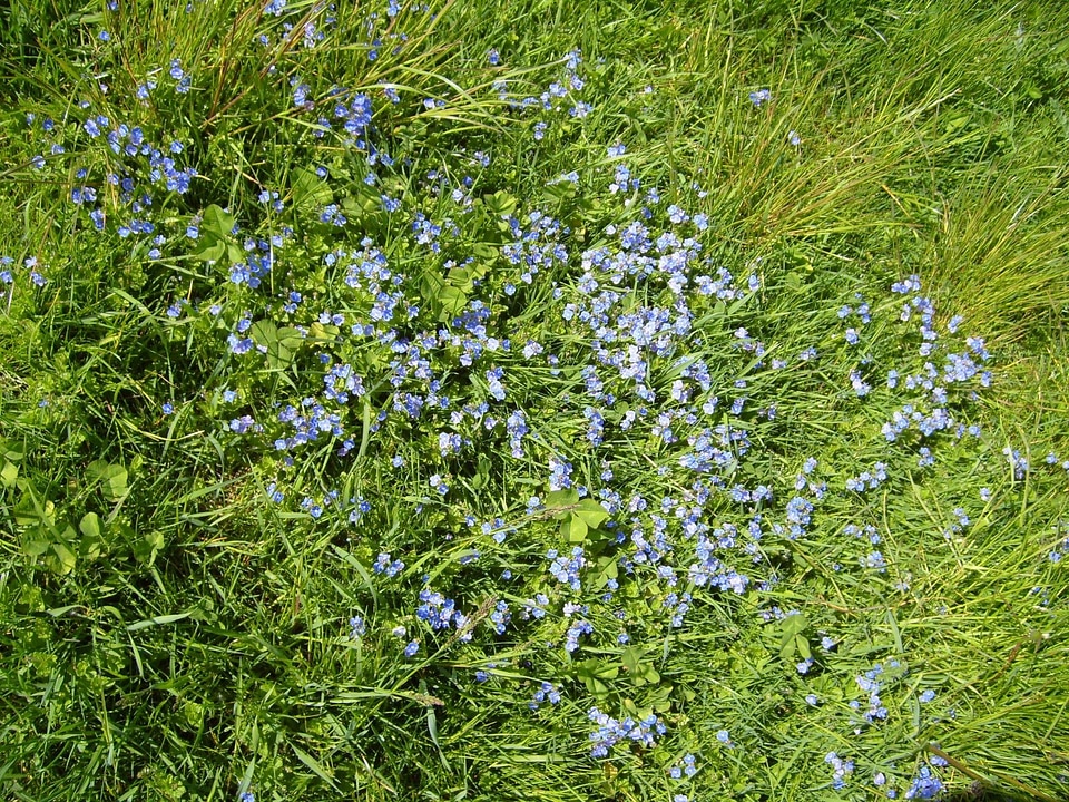 Bearing grass plants variety