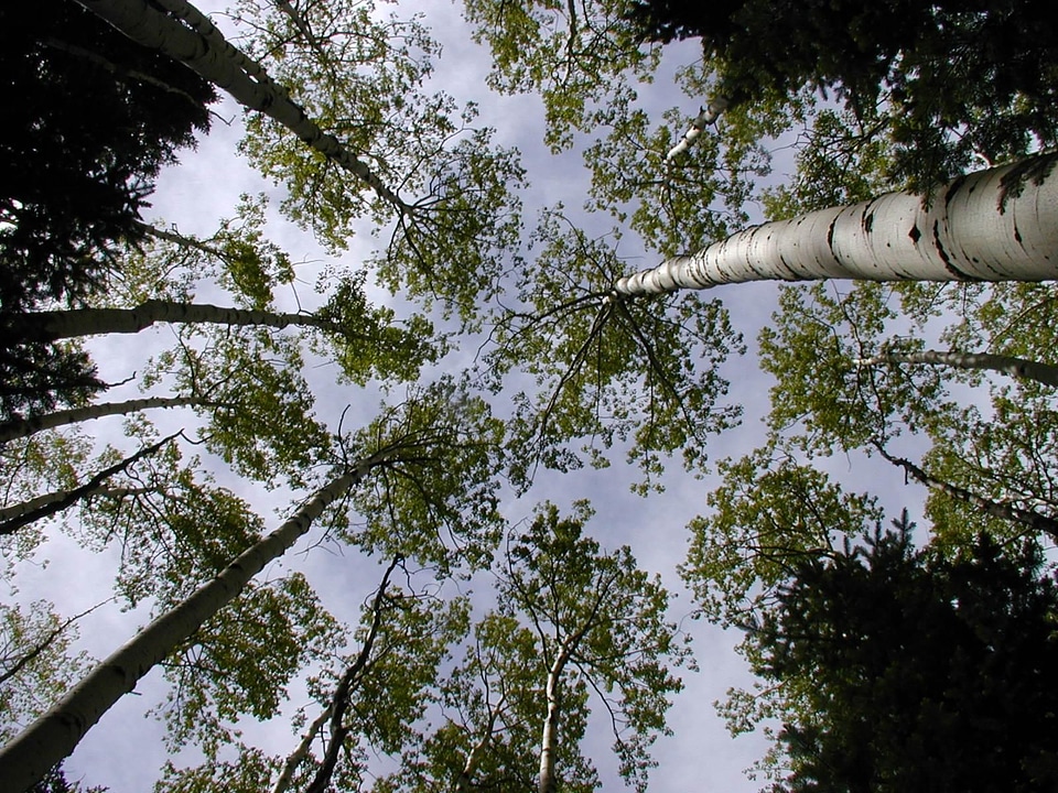 Aspen canopy gradient