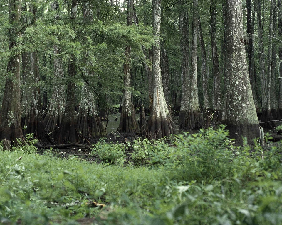 Bayou close close-up