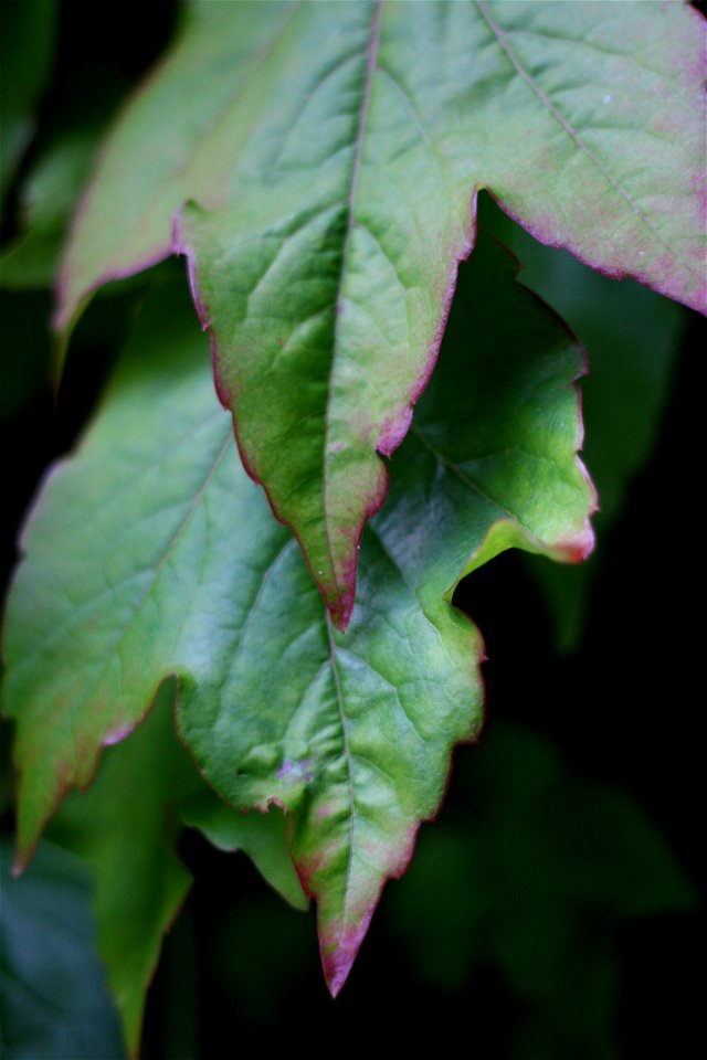 Project 365 #185: 040711 Turning Leaves
