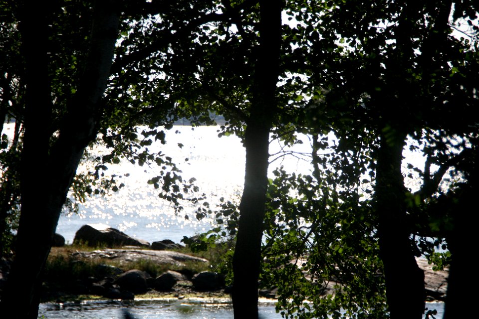 Water And Trees photo