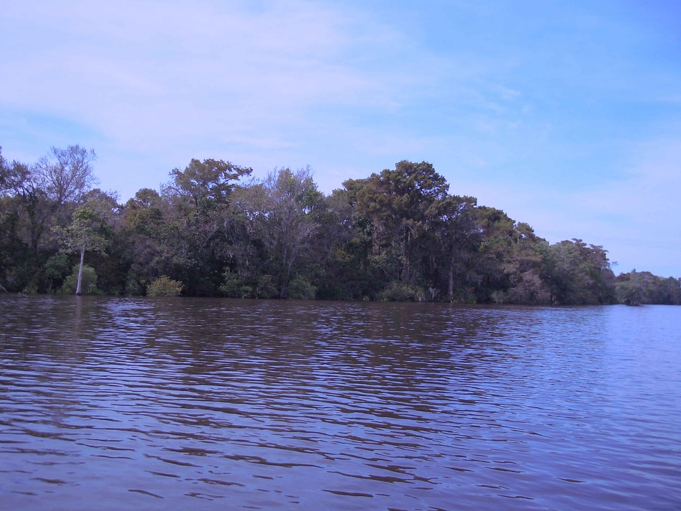 Background forest habitat