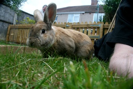 Project 365 #181: 300613 I Though I Saw A Wabbit!