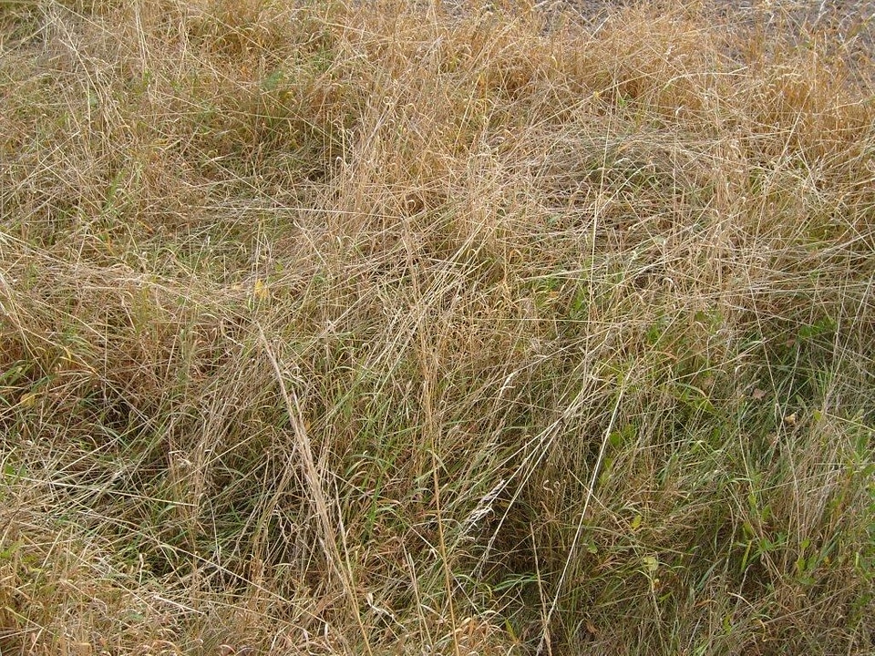 Angel brown grass plants