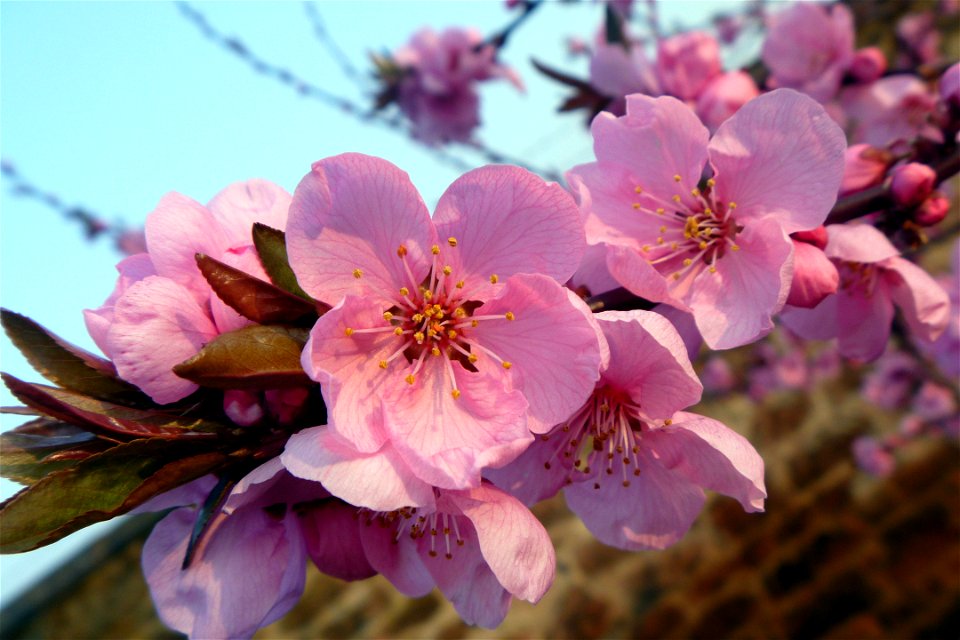 Project 365 #83: 240311 Spring Is Blossoming photo