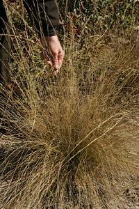Grass Plants native phylum