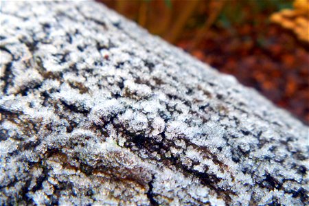 Frosty Logs