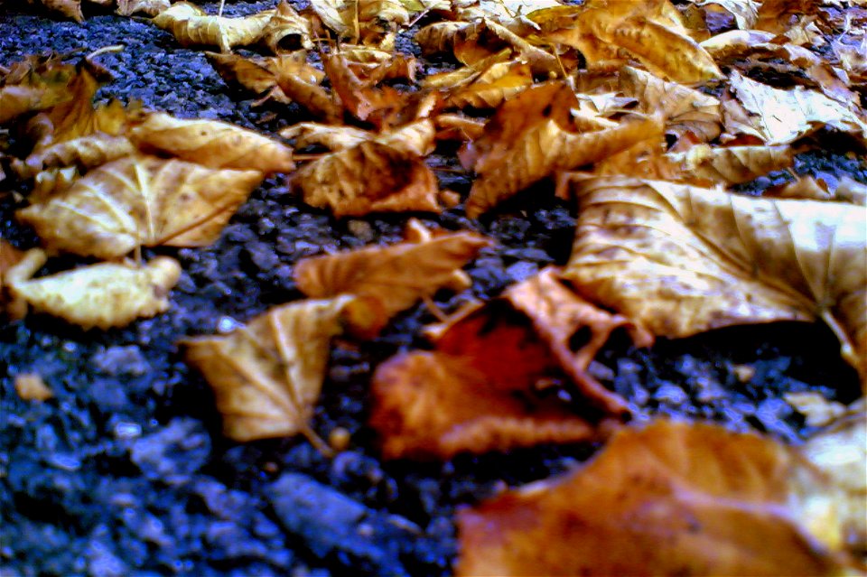 Project 365 #257: 140909 Leaves Are Falling