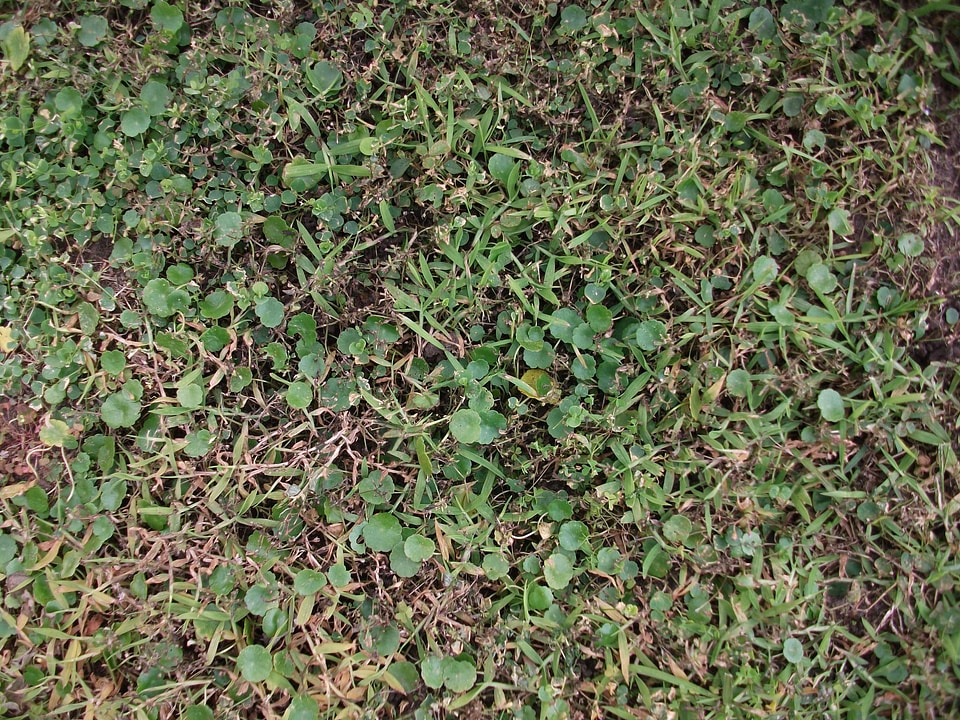 Crops grass plants greenhouse