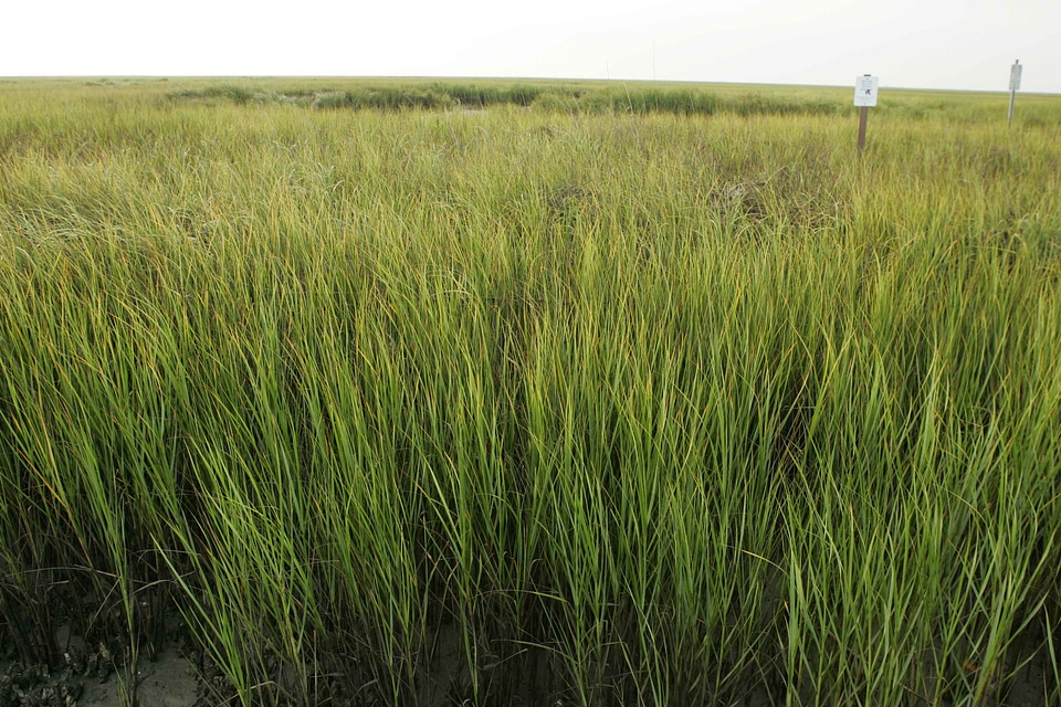 Desert grass plants greenery