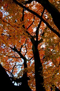 Above Us The Leaves