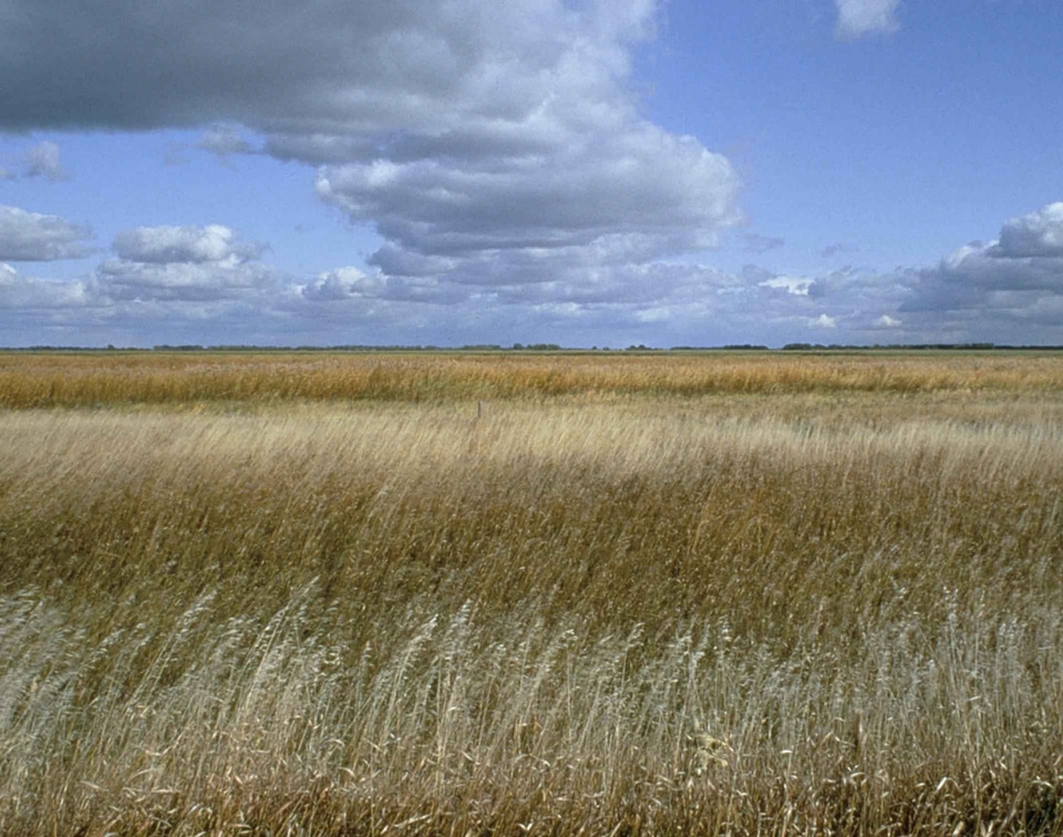 Grass Plants viola yellowish