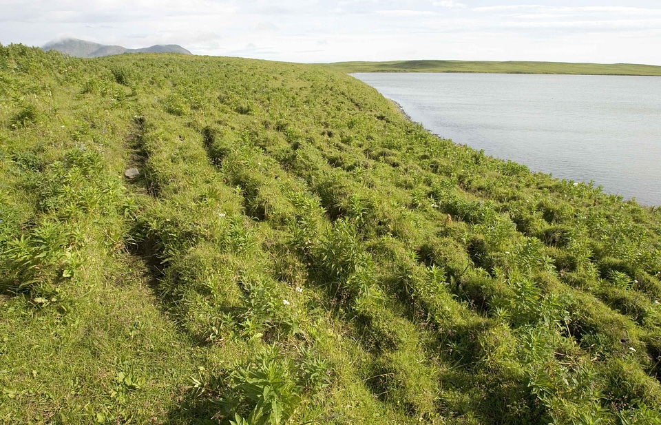 Bottom coast grass plants