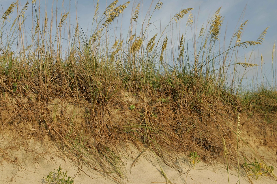 Crops erosion grass plants
