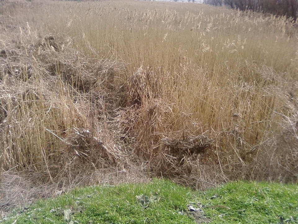 Grass Plants lake viola