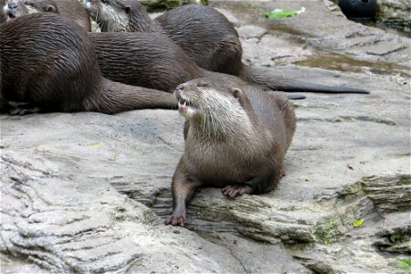 Otters 1 photo