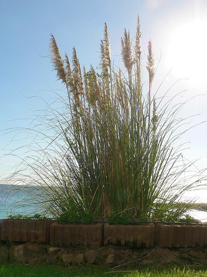 Canna grass plants Phragmites australis
