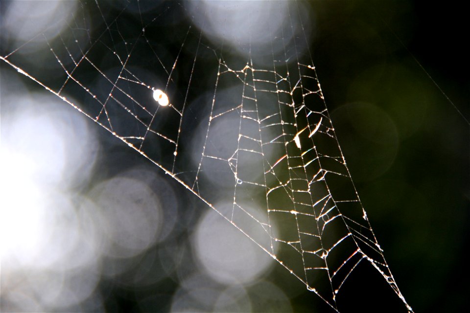 Project 365 #213: 010809 Web On The Web photo