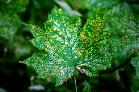 Croxteth Country Park - spotty leaf photo