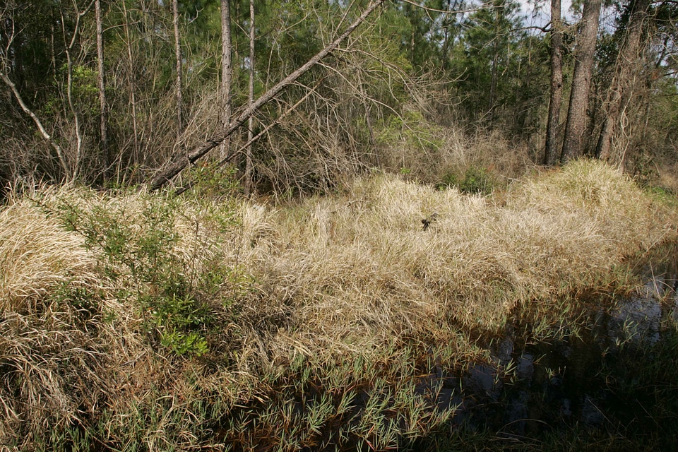 Grass Plants  