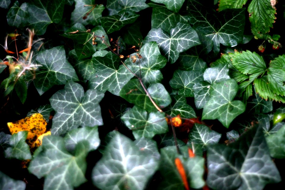 Project 365 #276: 031009 Dark Ivy
