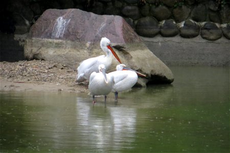 Pelicans... photo
