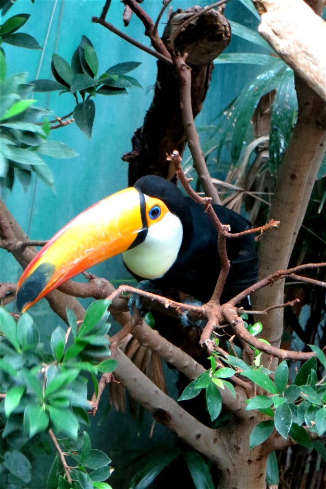 Toucan Play At That Game