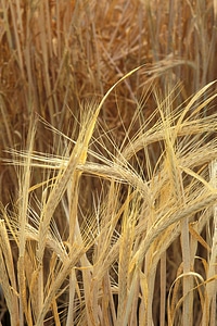 Array barley crops photo