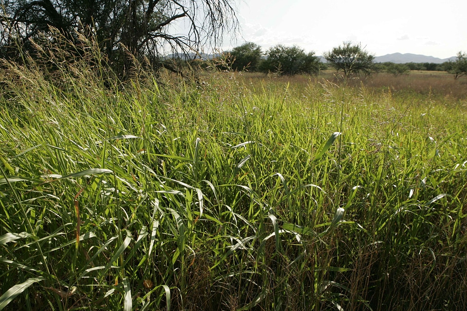 Grass Plants  