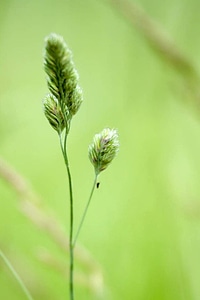 Close close-up grass plants photo