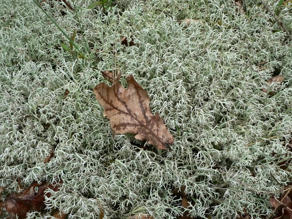 Brown leaf sphagnum