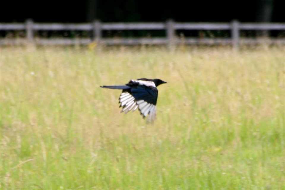 Croxteth Country Park - Caution: Low Flying