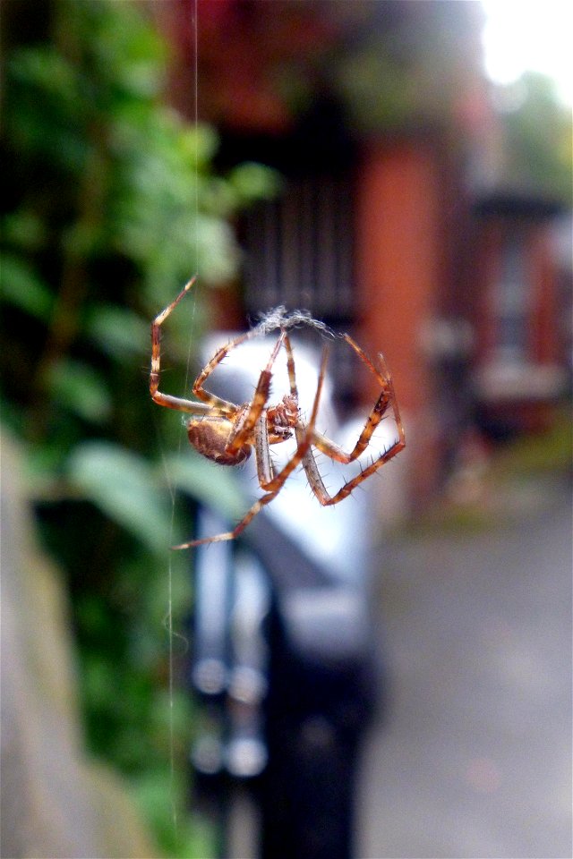 Project 365 #269: 260911 So Begins The Web