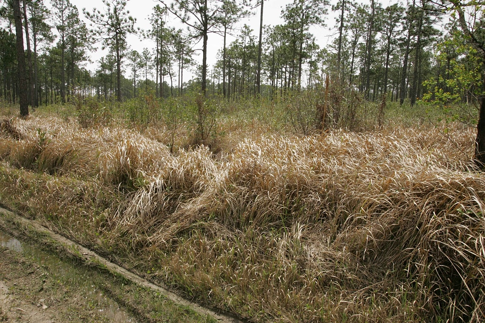 Grass Plants road 