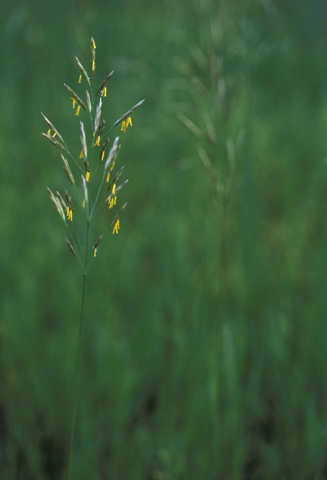 Close flowers grass plants