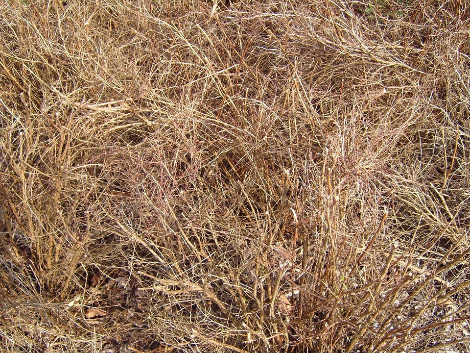 Grass Plants  