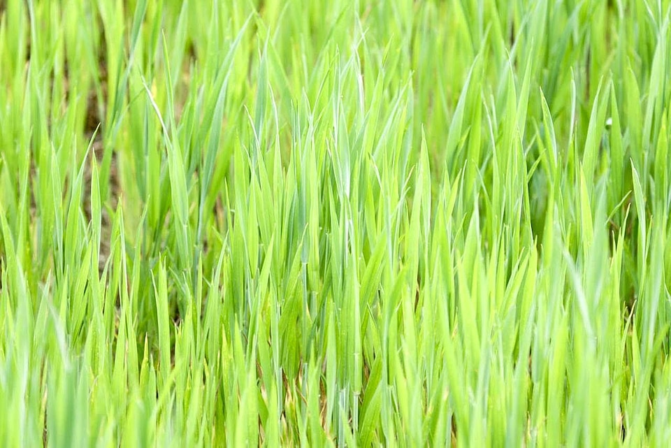 Grass Plants light 