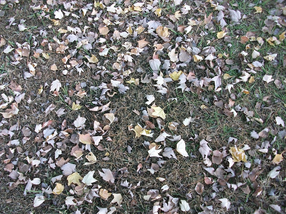 Grass Plants leaves 
