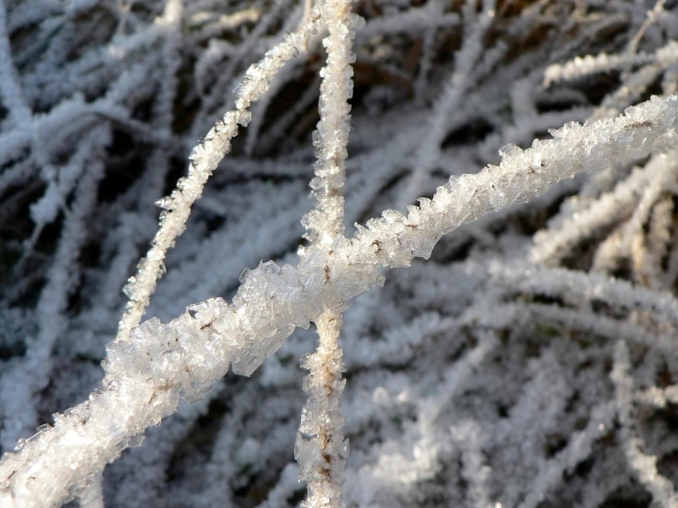 Frost grass plants 