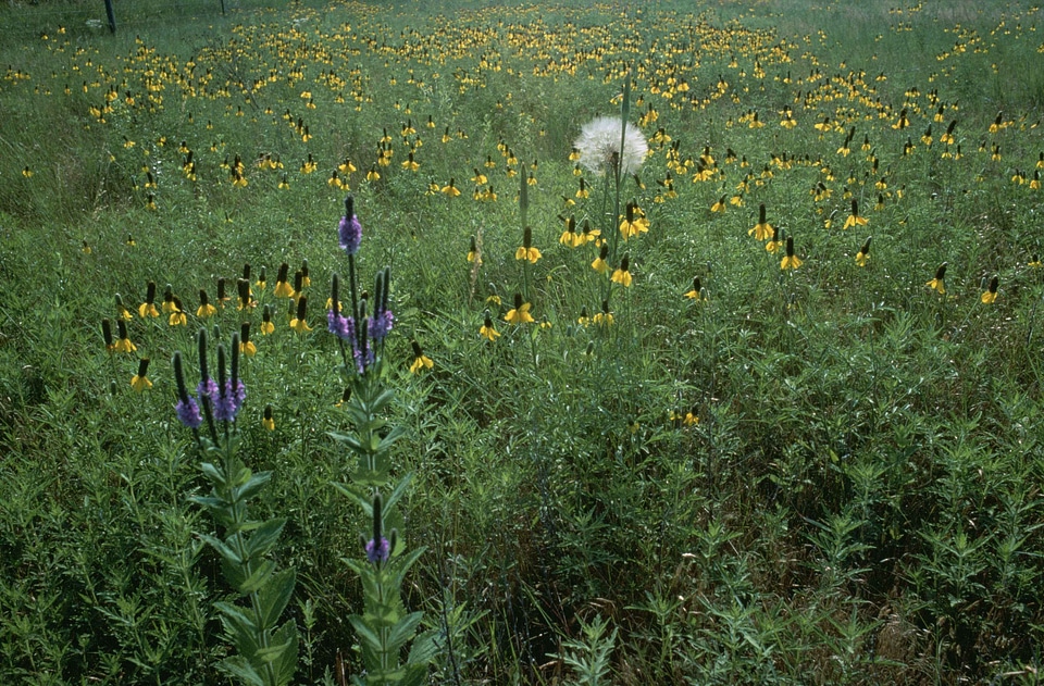 Blossoming grass plants 