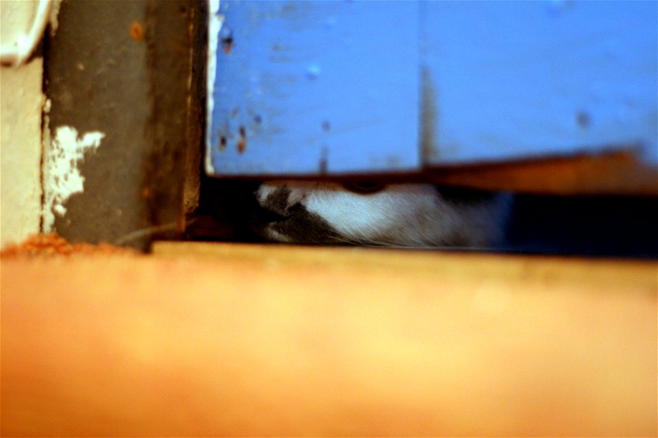 Covert surveillance...