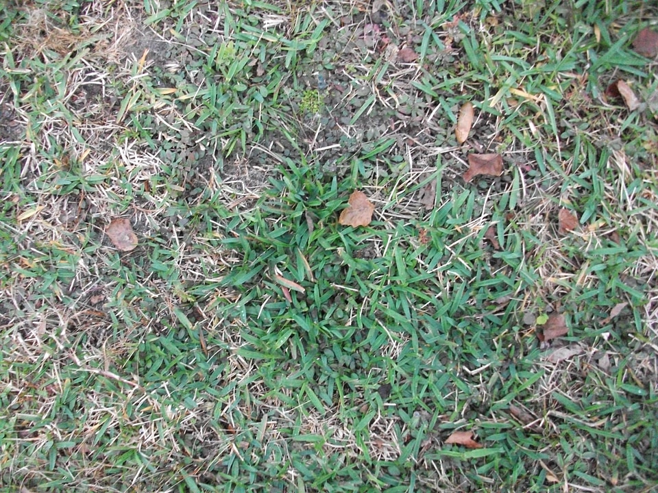 Grass Plants leaves 