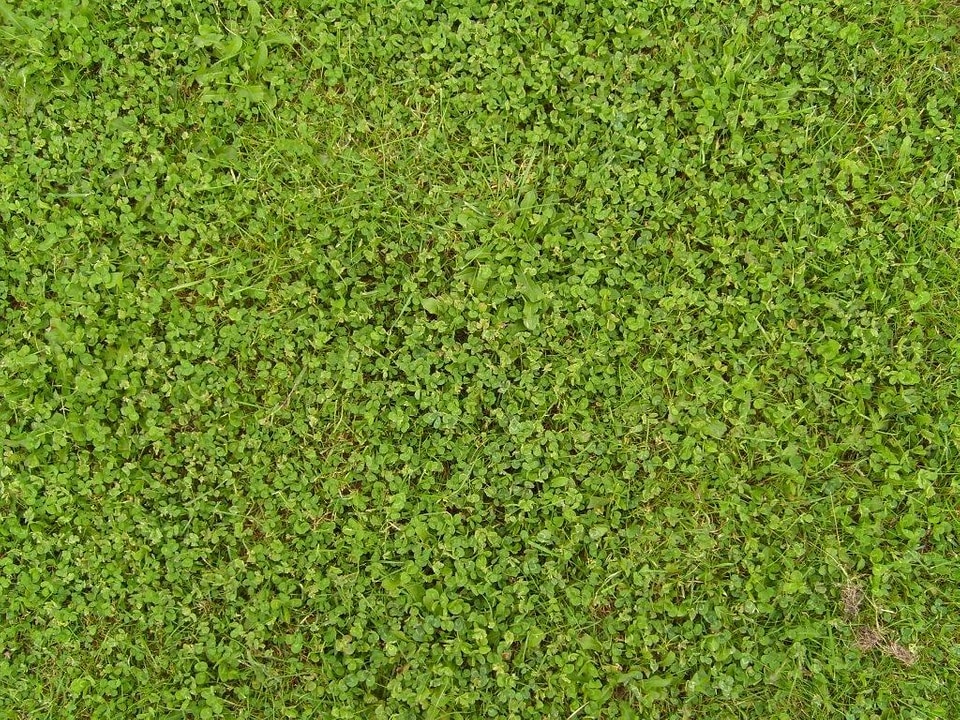 Clover grass plants 